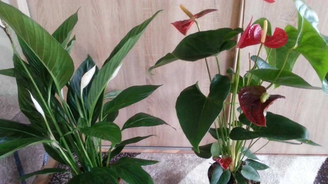 Уход за спатифиллумом в домашних условиях