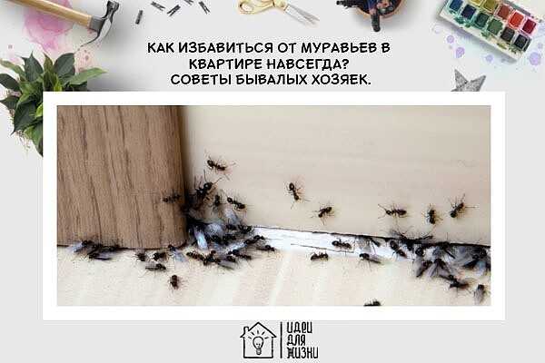 Как избавиться от муравьев в частном доме навсегда +видео