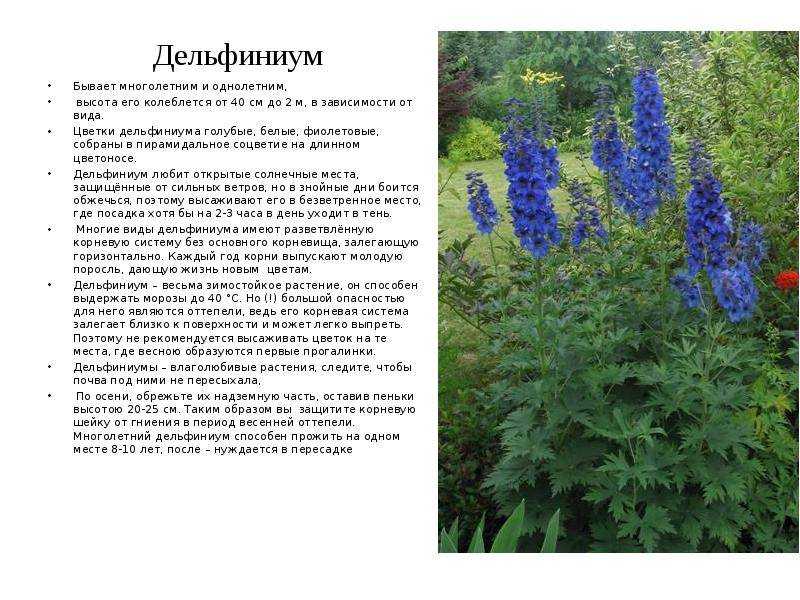 Дельфиниум из семян в домашних условиях в 2022 году: сроки посадки, выращивание |