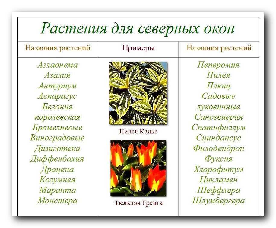 Светолюбивые комнатные растения отлично подойдут хозяевам жилья с окнами на южную и восточную стороны. Есть как совсем неприхотливые цветы, так и сложные в уходе. Разберем описание популярных солнцелюбивых комнатных растений.