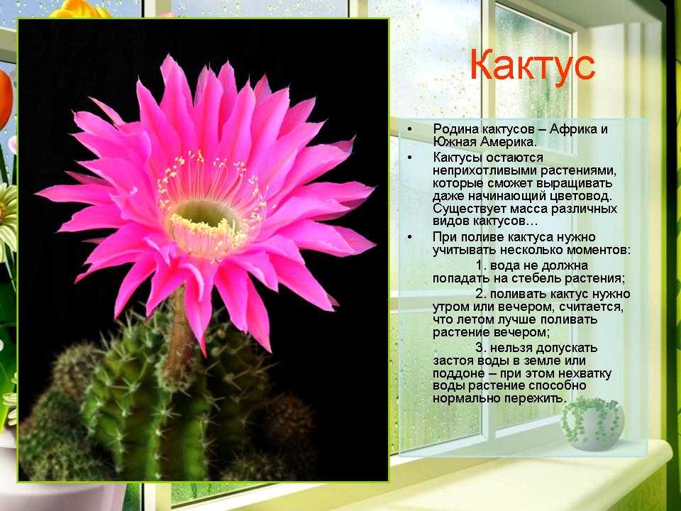 Откуда к нам попал кактус, история появления