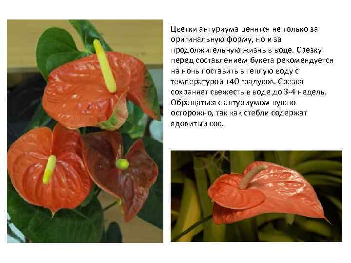 Антуриум – гид по уходу в домашних условиях