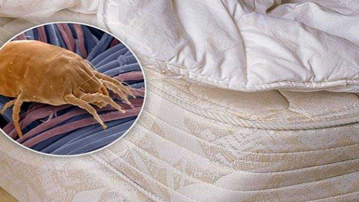 Пылевые клещи - симптомы, аллергия и как от них избавиться