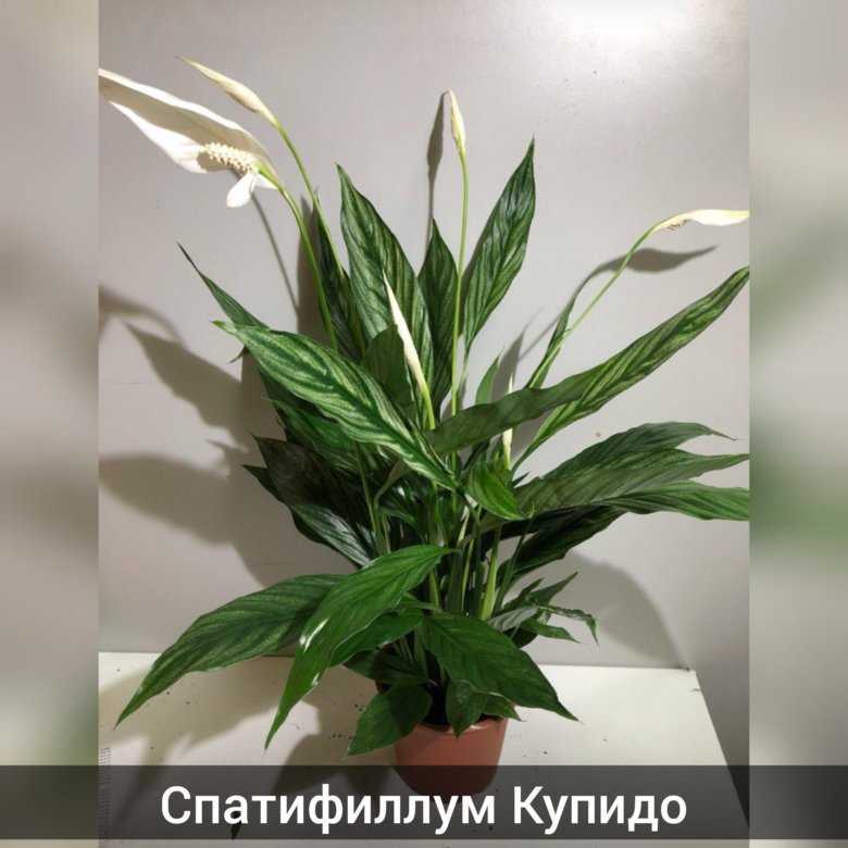 ✅ спатифиллум купидо: описание с фото, особенности ухода и пересадки в домашних условиях - tehnoyug.com