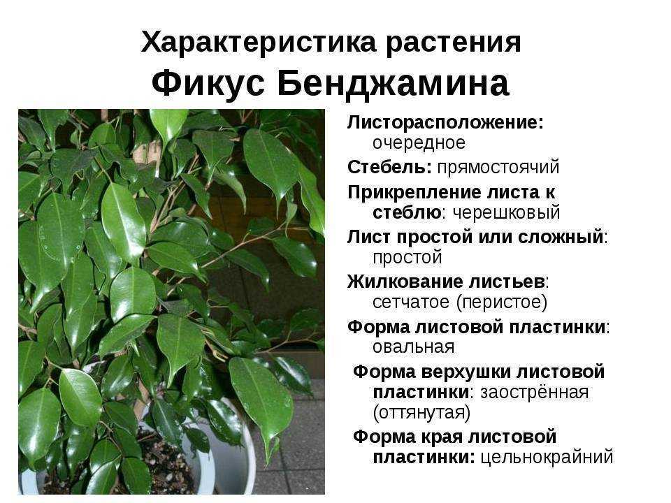 Выбираем идеальный комнатный фикус. описание популярных видов, фото — ботаничка