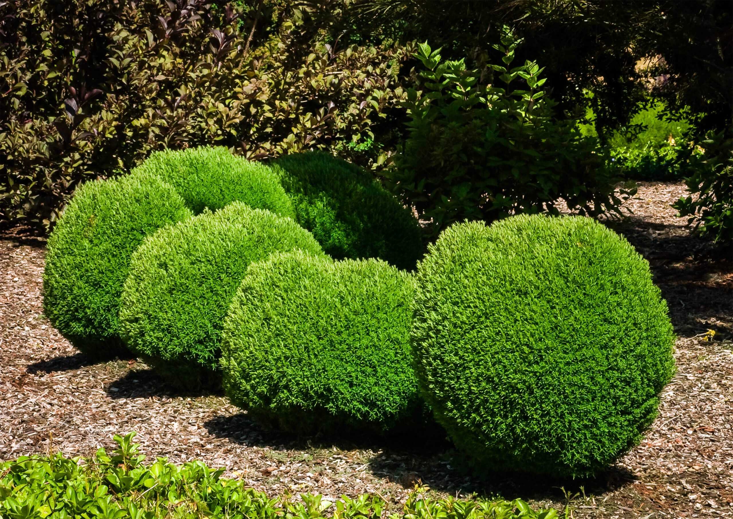 Туя тедди (teddy) - описание сорта, саженцы, фото и характерные особенности