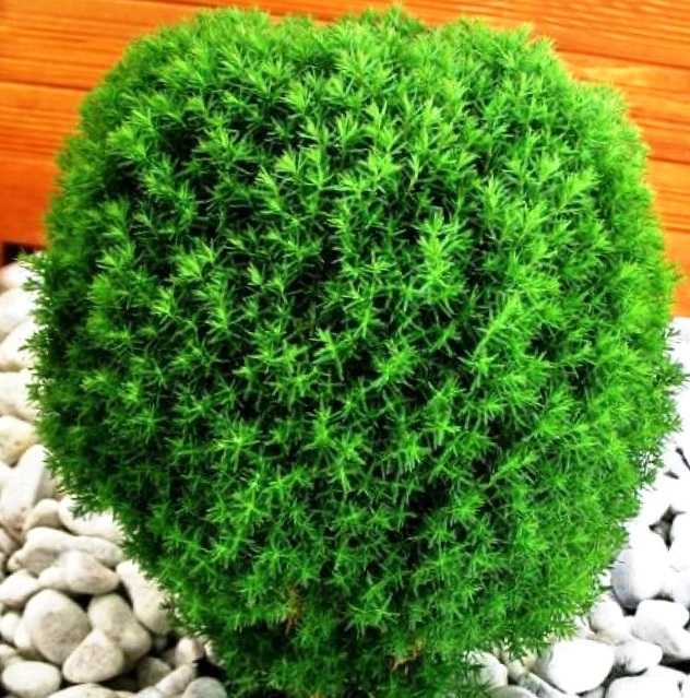 Туя шаровидная дерево. описание, особенности, виды, посадка и уход | сад и огород.ру