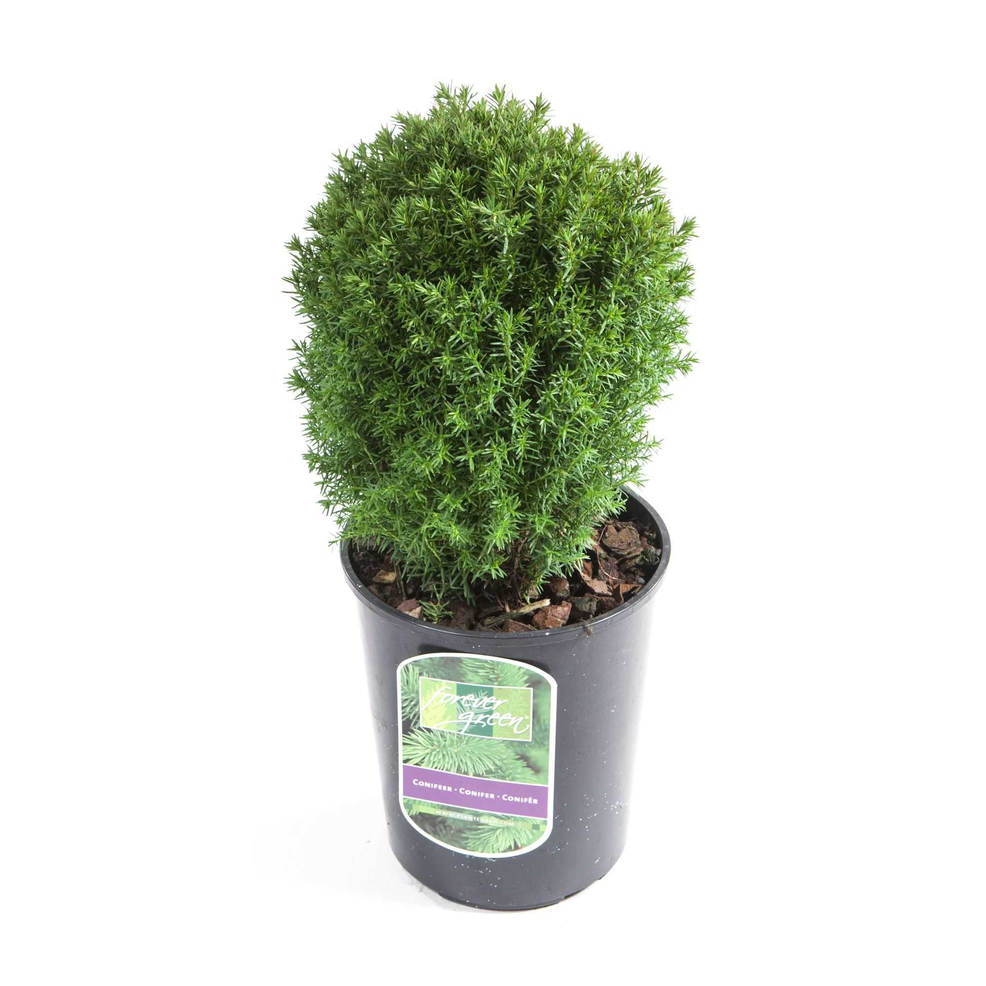 Туя шаровидная (круглая): сорта с описанием и фото, дизайн участка