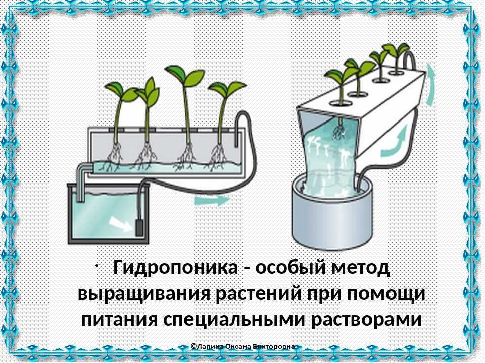 Гидропонный метод выращивания растений без почвы на floralworld.ru