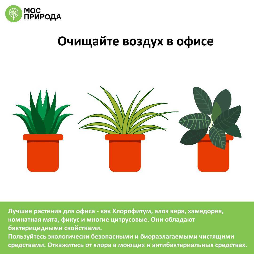 Популярные комнатные растения, очищающие воздух квартиры