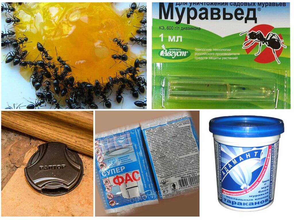 Как избавится от муравьев навсегда. самые эффективные способы