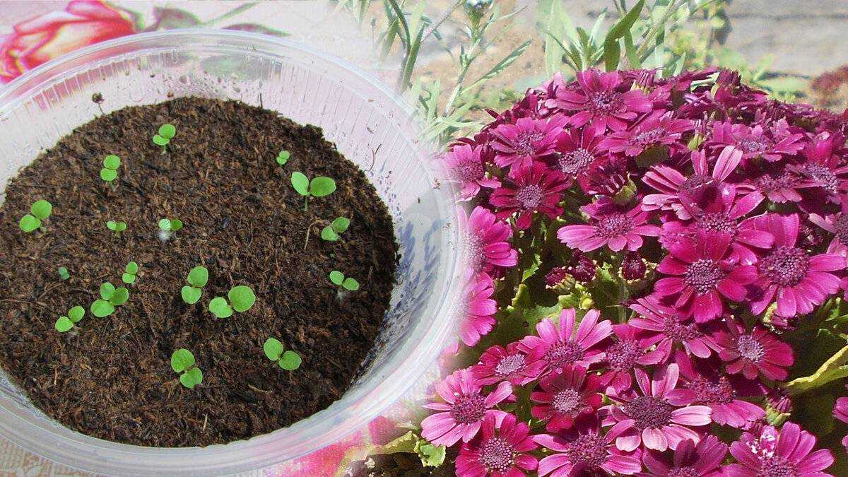 Цинерария: как вырастить растение в условиях сада и комнат