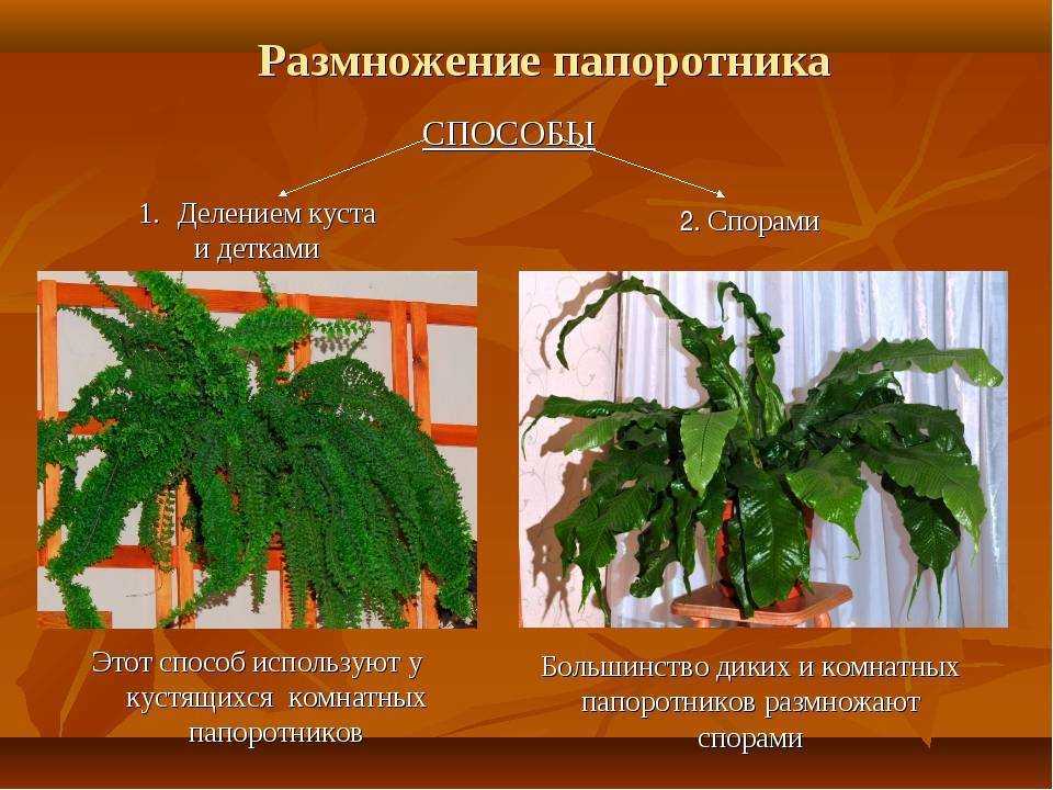 7 самых красивых и неприхотливых комнатных папоротников