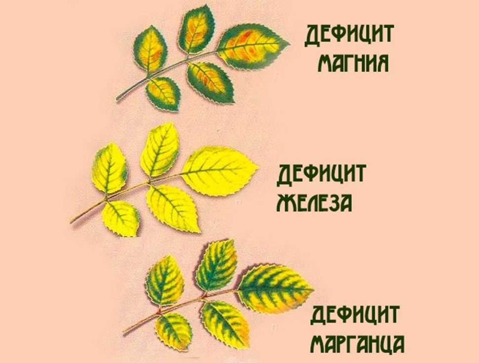 Почему у гибискуса желтеют листья