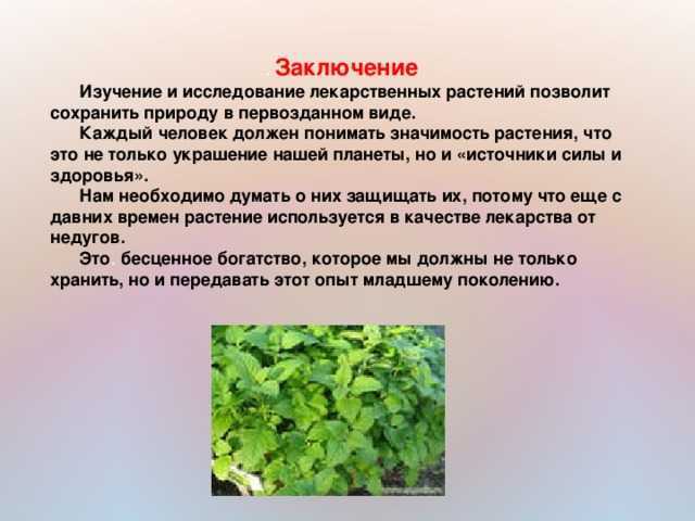 У герани закручиваются листья причина