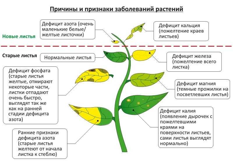 Почему желтеют листья у комнатных цветов: что делать