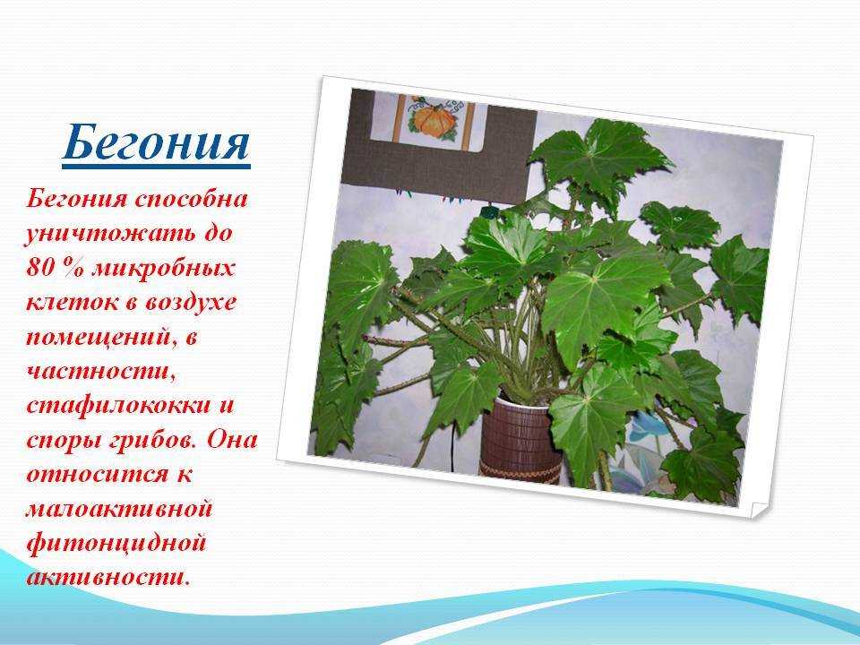 Однолетние цветы цветущие все лето фото и название, описание