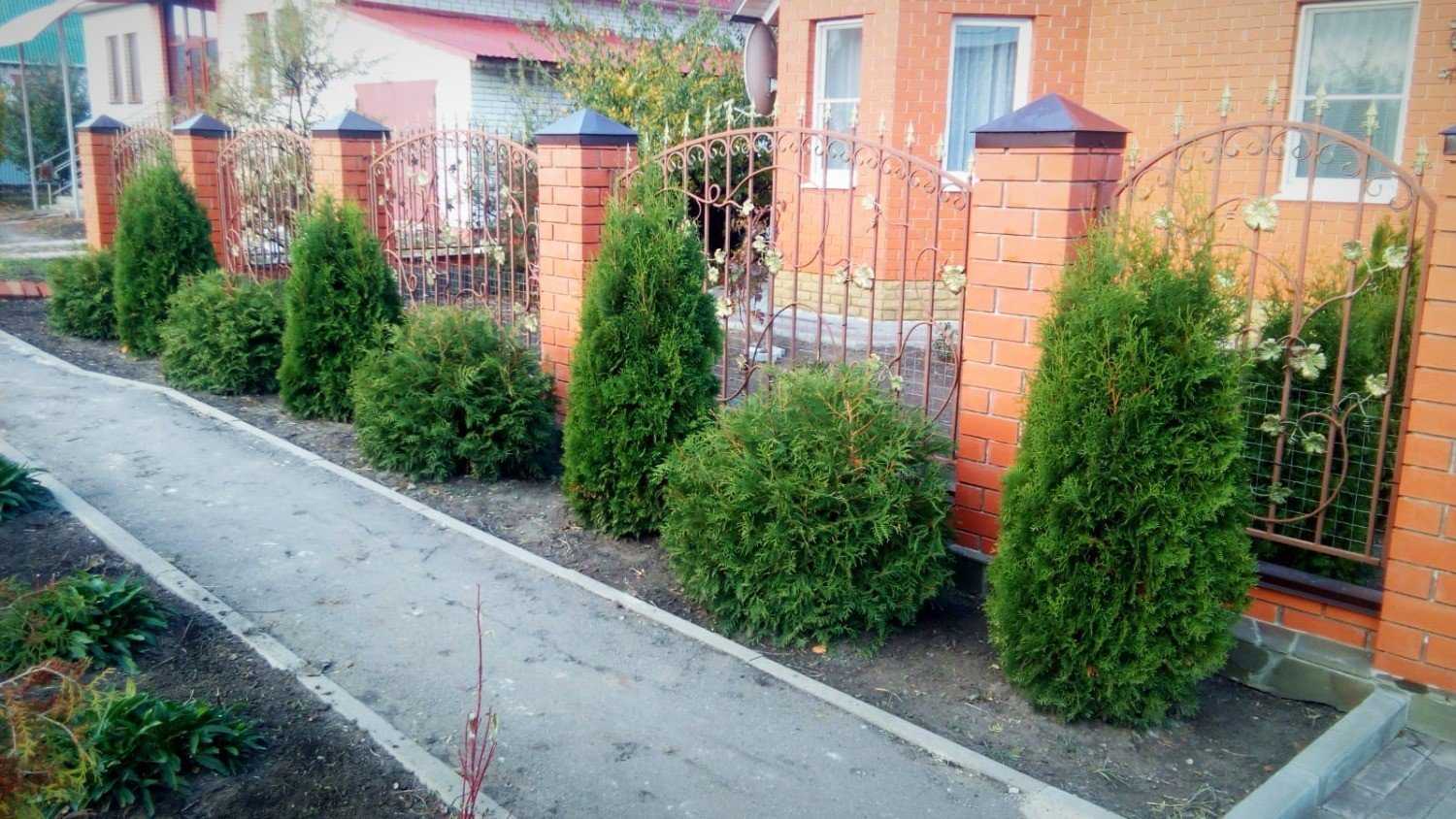 Туя: посадка и уход в домашних условиях