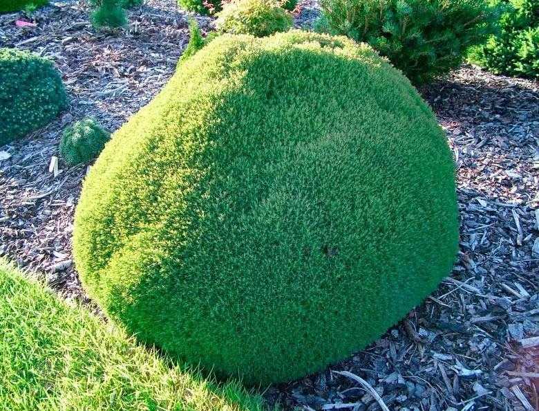 Туя западная тедди (thuja occ. teddy) с3 20-25 см а