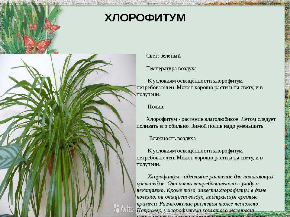 Домашний цветок с длинными узкими листьями - theflowers