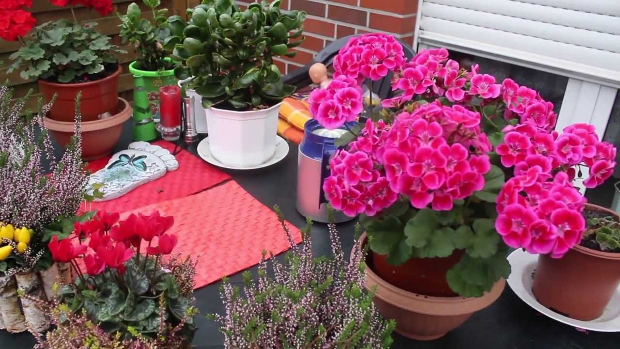 Почему у герани сохнут и желтеют листья с края по кругу и бутоны, что делать в домашних условиях, если комнатное растение поразила болезнь, как спасти цветок? selo.guru — интернет портал о сельском хозяйстве