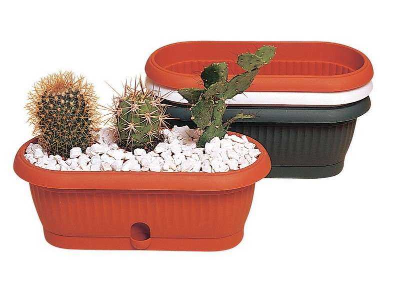 Особенности горшка для кактуса. советы по выбору в магазине и изготовлению своими руками