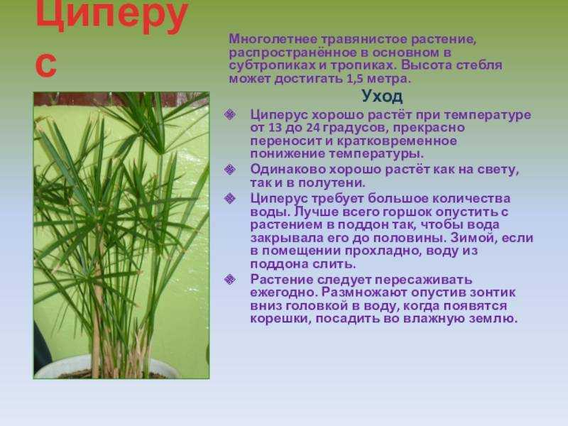 Циперус фото и уход в домашних условиях, виды и названия циперус папирус, хелфера, зумула