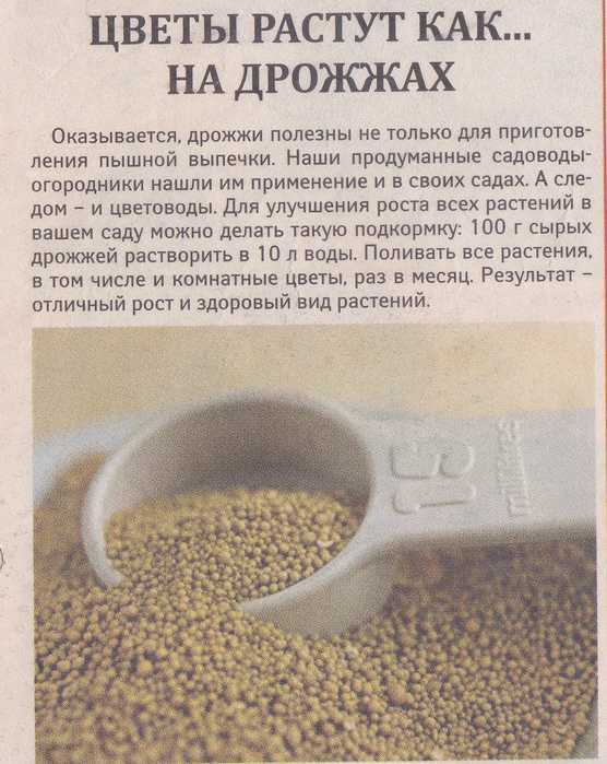 Подкормка комнатных цветов дрожжами (3 способа): как правильно приготовить удобрение для растений, можно ли поливать, рецепт из сахара