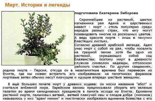 Мирт — символ тишины и спокойствия. уход, выращивание, размножение. болезни и вредители. фото. — ботаничка