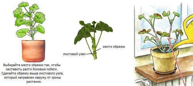 Герань: уход в домашних условиях, размножение и пересадка