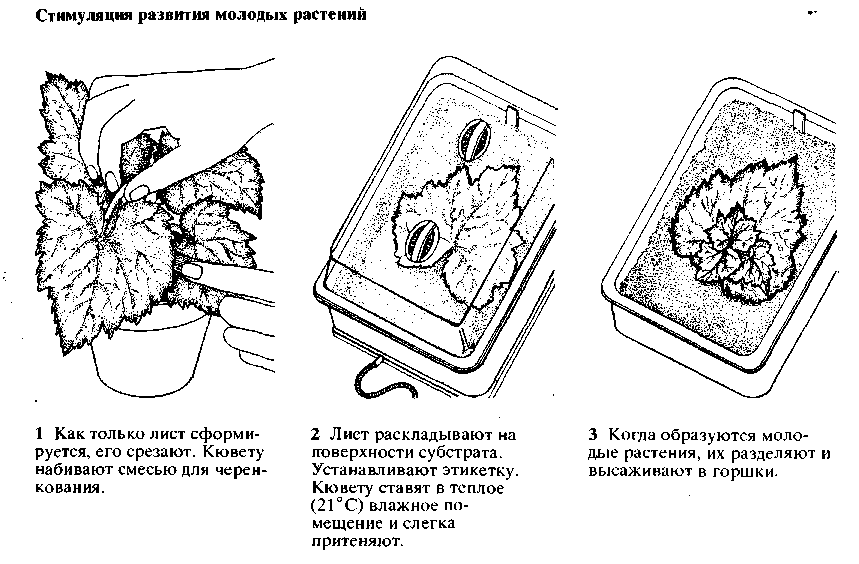 Схема посадки бегонии клубневой