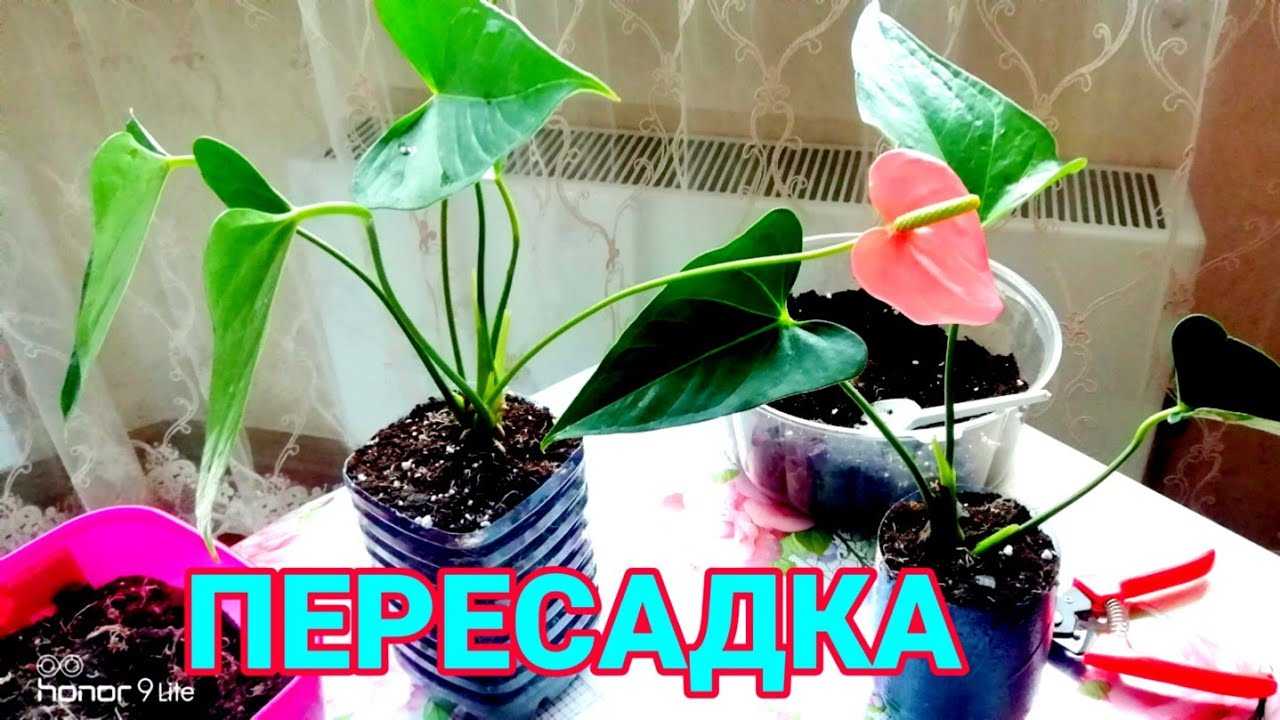 Красный антуриум – очень эффектное растение с декоративными листьями и необычным соцветием. Как правильно ухаживать за комнатным цветком в домашних условиях Как пересадить и результативно размножить Названия популярных сортов и их особенности.