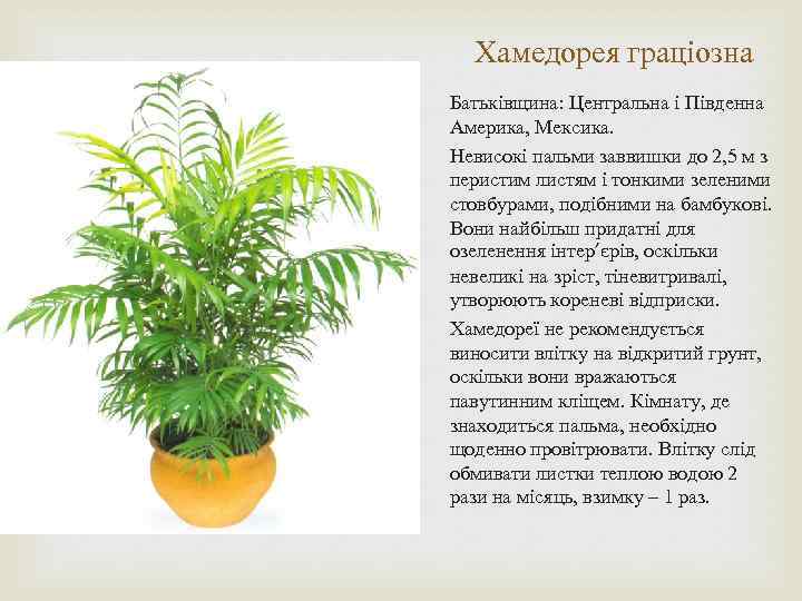 Правила ухода за хамедореей в домашних условиях