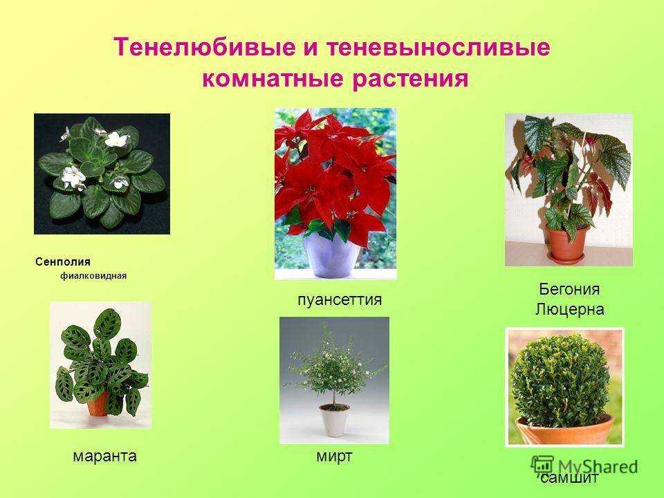 Амазонская лилия на фото, уход за эухарисом в домашних условиях, приметы и суеверия, почему нет цветков у комнатного белого растения с широкими листьями и пересадка