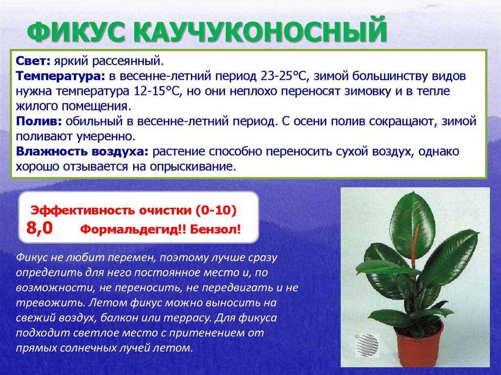 Нюансы и пошаговая процедура пересадки фикуса бенджамина в домашних условиях. как правильно выбрать другой горшок?