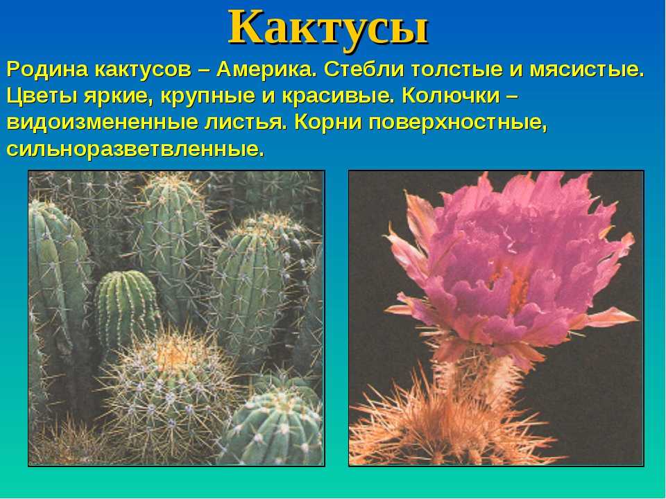 Какая страна может считаться родиной кактуса Где находится регион происхождения комнатного растения Какова среда обитания кактуса в природе Как этот тропический гость попал на территорию России В какой момент стал выращиваться массово