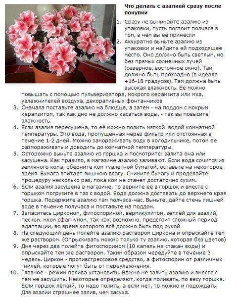 Уход за азалией selo.guru — интернет портал о сельском хозяйстве