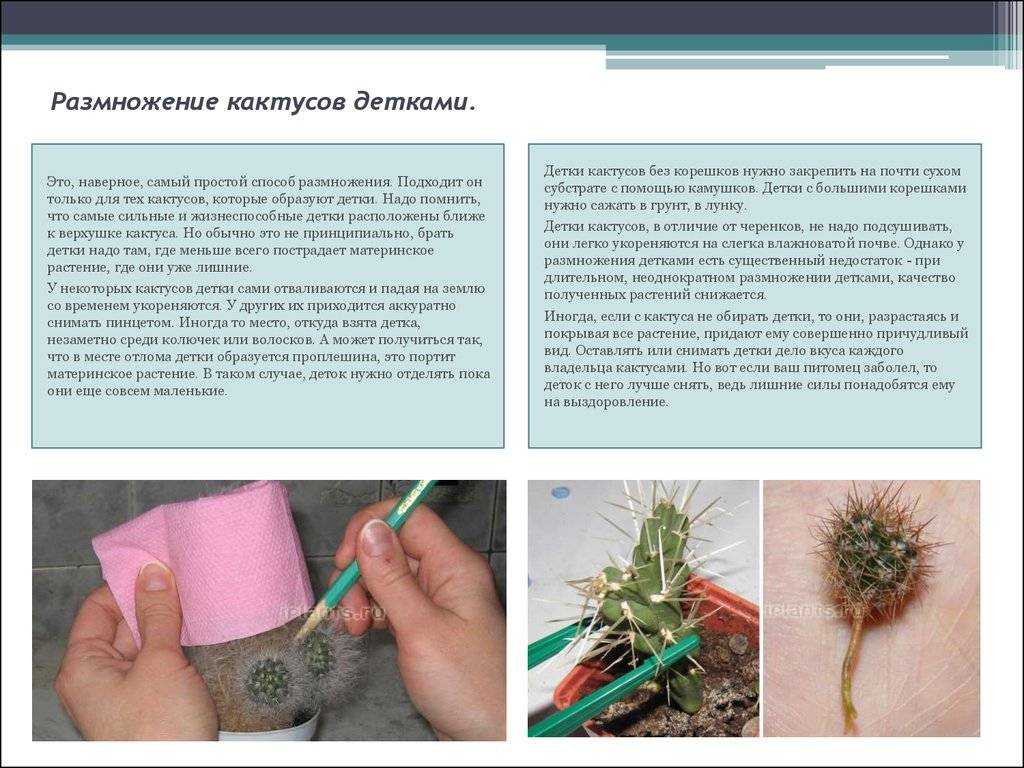 Домашние кактусы (95 фото) - названия видов, уход, выращивание, как поливать