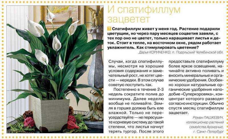 Удобрение для спатифиллума: чем подкармливать цветок "женское счастье", чтобы он цвел в домашних условиях, как это правильно делать и каков уход за почвой? selo.guru — интернет портал о сельском хозяйстве