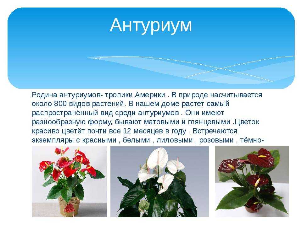 Домашний антуриум: уход в домашних условиях, фото антуриума, пересадка и болезни: почему антуриум желтеет