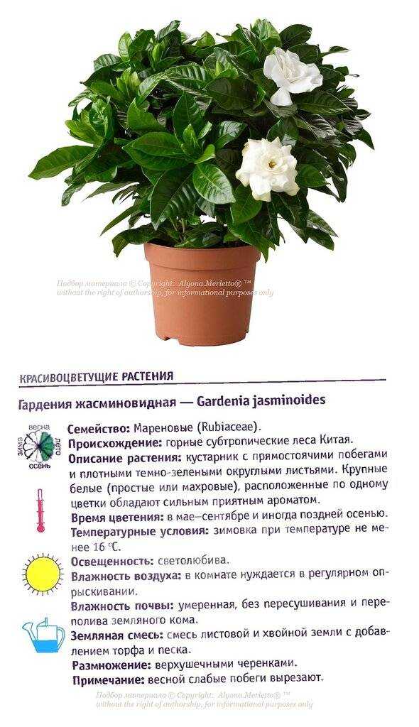 ᐉ гардения жасминовидная – выращивание из семян, особенности растения - roza-zanoza.ru