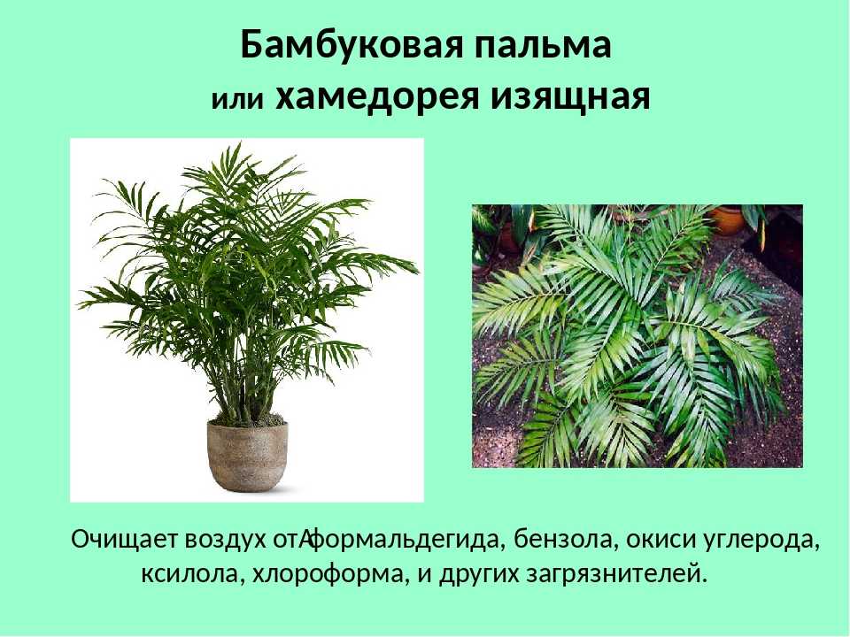 Хамедорея – уход в домашних условиях. выращивание хамедореи, пересадка и размножение. описание. фото