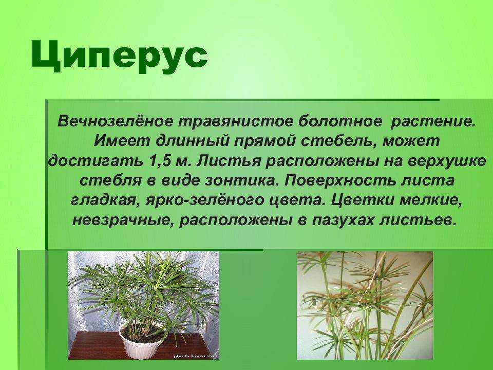 Уход за циперусом в домашних условиях