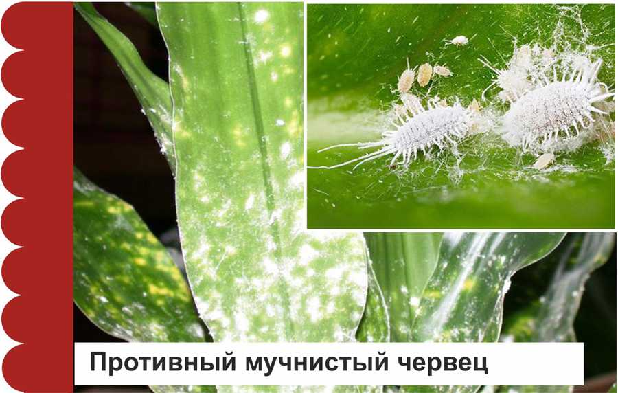 Ржавчина на растениях