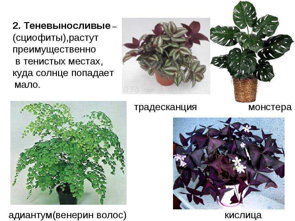 Тенелюбивые комнатные растения - названия, фото и описания (каталог)