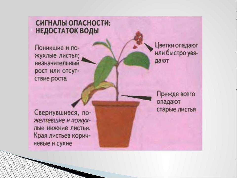 Домашняя гидропоника для всех - современные технологии в нашем доме