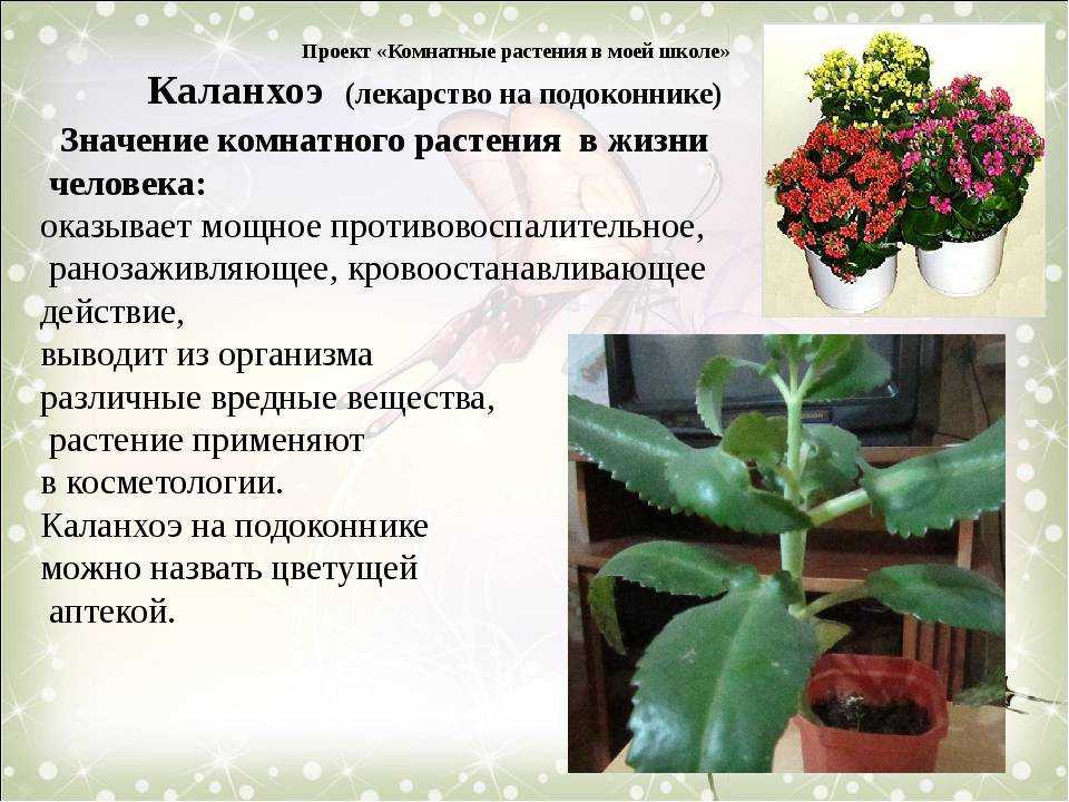 Цветущий каланхоэ на радость хозяину. как обеспечить правильный уход в домашних условиях?
