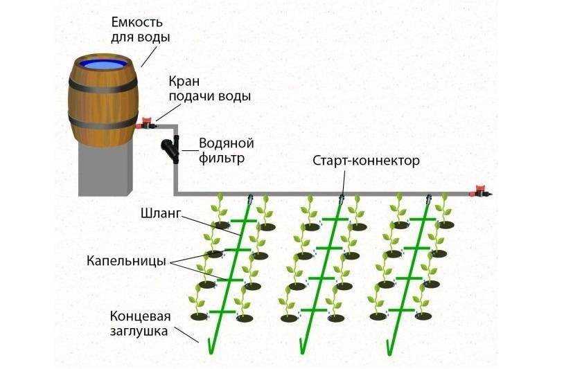 Капельный полив для комнатных растений своими руками - theflowers