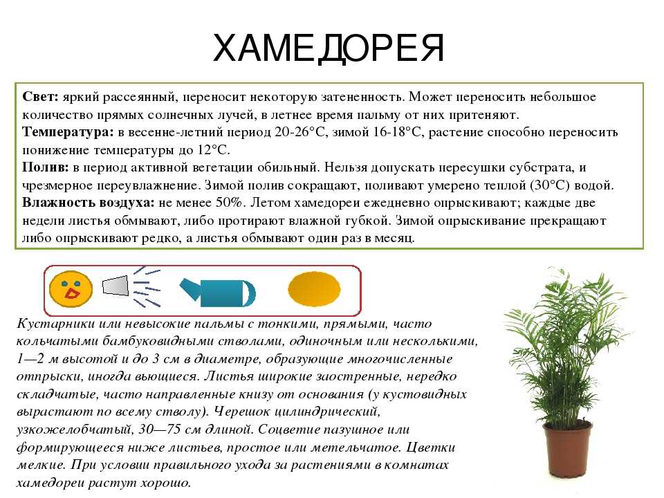 Хамедорея изящная (элеганс): уход, пересадка после покупки, польза и вред