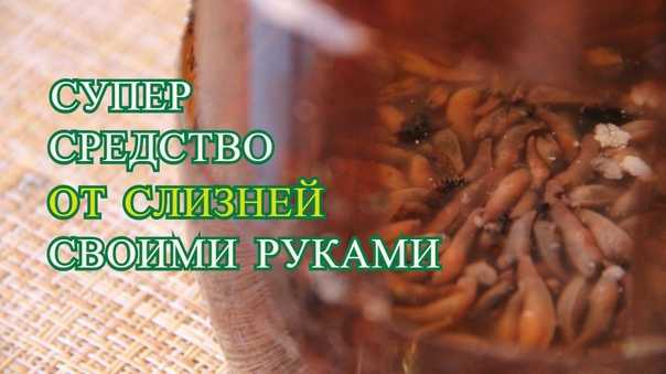 Как избавиться от слизней в доме: 8 средств и методы, которые удивят простотой